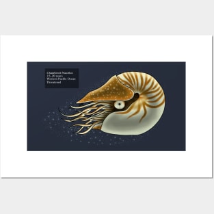 Chambered Nautilus Posters and Art